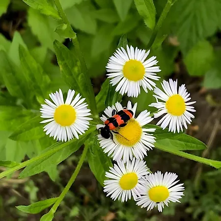 Mein Rosenbusch 2 Kemmern
