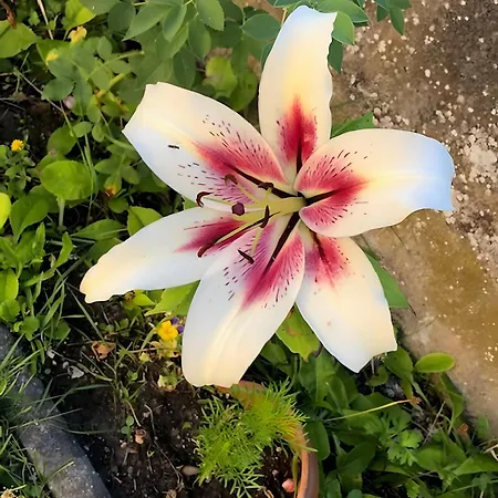 Mein Rosenbusch 2