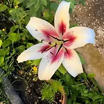 Mein Rosenbusch 2 Kemmern