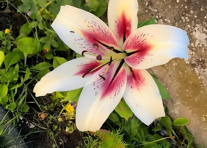 Mein Rosenbusch 2 Kemmern